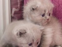 Lila Krem Rengi 30 Günlük Yavru Kediler