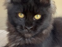 Her ile teslim renk renk xxl şampiyon maine coon yavruları