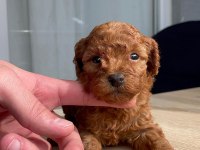 Orji̇nal Red Brown Toy Poodle Yavrular