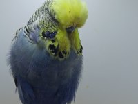 Show jumbo muhabbet kuşu