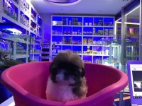 Sevimli Shih-Tzu Yavrularımız