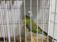 2 çift ve 4 yavru muhabbet kuşu (1 çiftin 4 yavrusu var)