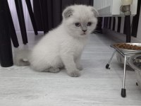 Sevimli bebek kediler