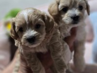 Maltipoo Yavrularımız 