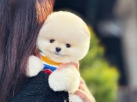 Ankara’nın En Özel Kore Pomeranian Bebekleri