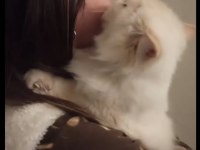 Şero ve lady iran kedisi