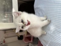 ŞECERELİ BABA LEO NUN BRİTİSH SHORTHAİR KIZLARI