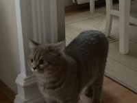 9 AYLIK UYSAL SCOTTİSH FOLD KEDİSİ