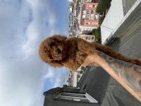 DİŞİ RED BROWN TOY POODLE YAVRU