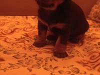 Minyatür Pinscher Yavruları Dişi Erkek