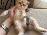 British shorthair golden