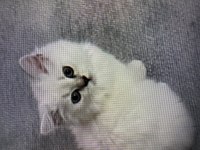 Saf kan british longhair