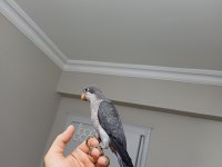 3 Aylık Kobalt Gri Monk Bebek