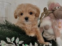 Maltipoo Mini Sevimli Bebekler