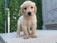Dişi Erkek Golden Retriever Bebekler