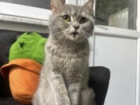 British shorthair ücret talep etmiyorum