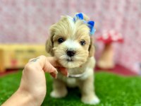 Mini Boyut Sevimli Maltipoo Bebekler 