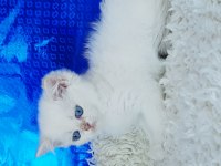 Orijinal british shorthair erkek ny1233