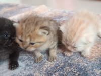 British shorthair tabby