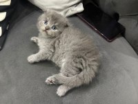 Scottish fold british shorthair ve longhair yavrular