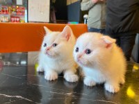 Scottish fold yeterince anne sütü aldı oyuncu kediler