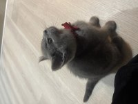3 aylık yavru saf british shorthair