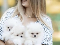 Mersin Pomeranian Boo Yavru