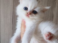 White erkek yavru british