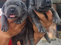 Cane Corso yavru