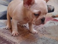 French Bulldog Yavruları