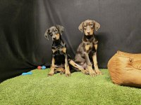 Club K9 Güvencesiyle Güçlü Ve Sadık Doberman Yavruları