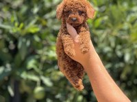 Irk ve sağlık garantili poodle yavrularımız