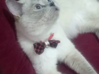 British white british blue point tüm malzemeleri beraber