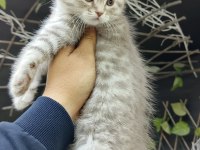 Kedilerimiz yeni yuvalarına gitmeye hazırlar