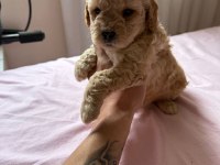 MİNYATÜR BOY MALTİPOO YAVRUMUZ