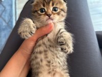 1,5 aylık scottish fold yavrumuz