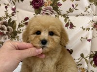 KİLOGRAM GARANTİ MALTIPOO MİNİ BOY