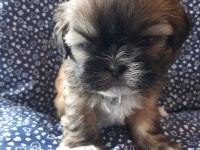 Anne ile baba safkan shih tzu yavru