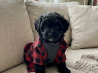 Maltipoo Yavrular Hazır
