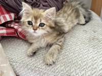 British longhair golden dişi yavru