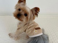 Teacup silver yorkshire terrier