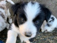 Border collie yavru köpekler