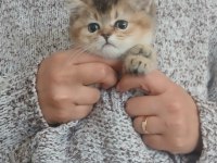 Yavru british shorthair