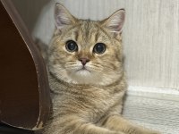 5 Aylık Dişi British Shorthair