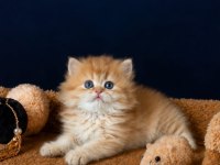 Show kalite British Longhair golden