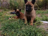 Orjinal Saf Kan Malinois