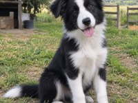 Iyisi değil en iyisi Border Collie kapıda ödeme mevcut