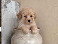 3 buçuk aylık dişi prenses poodle