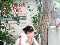 SDK çiftlikten kısa bacak jack russell terrierler