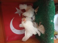 İspenç takım